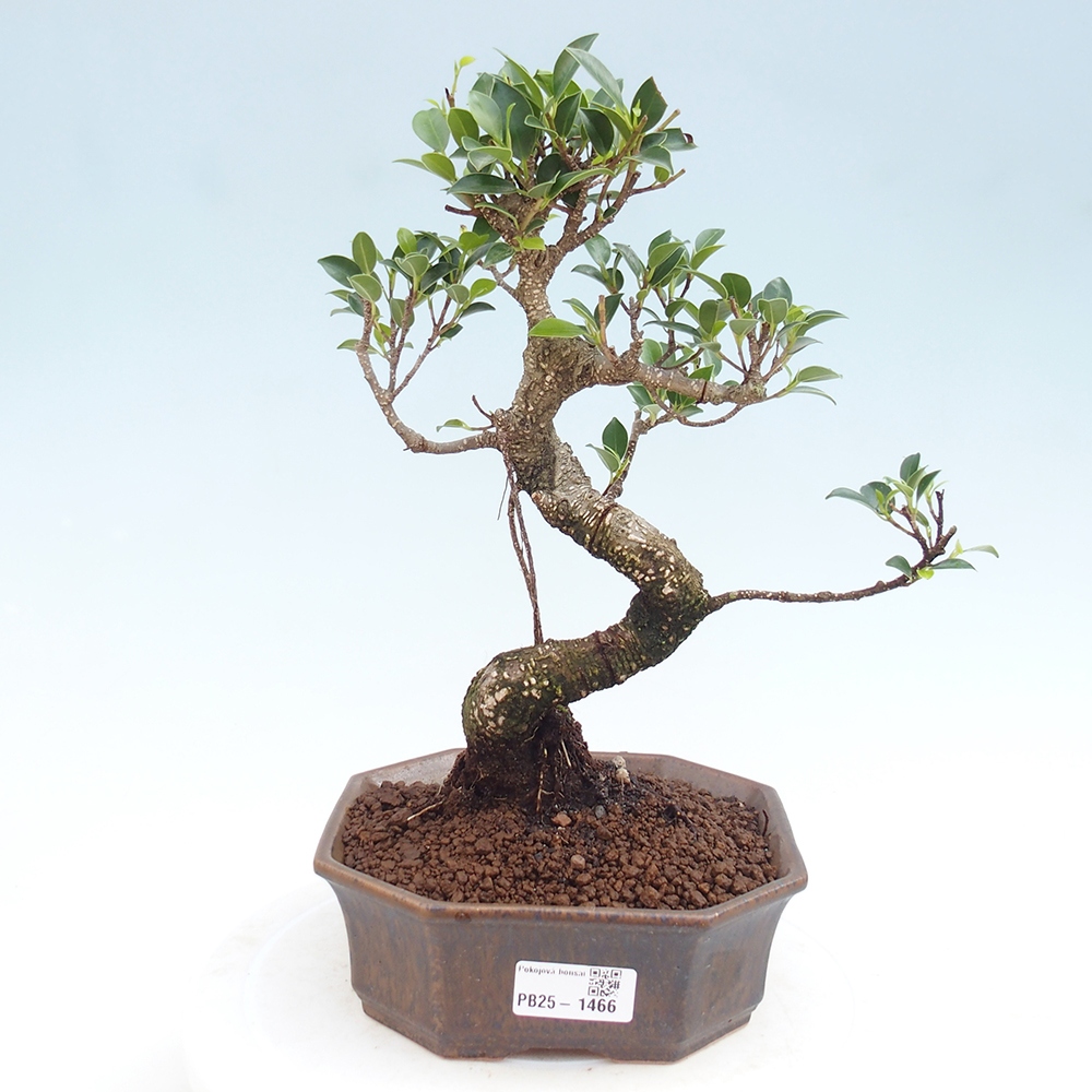 Indoor bonsai - Ficus retusa - small ficus