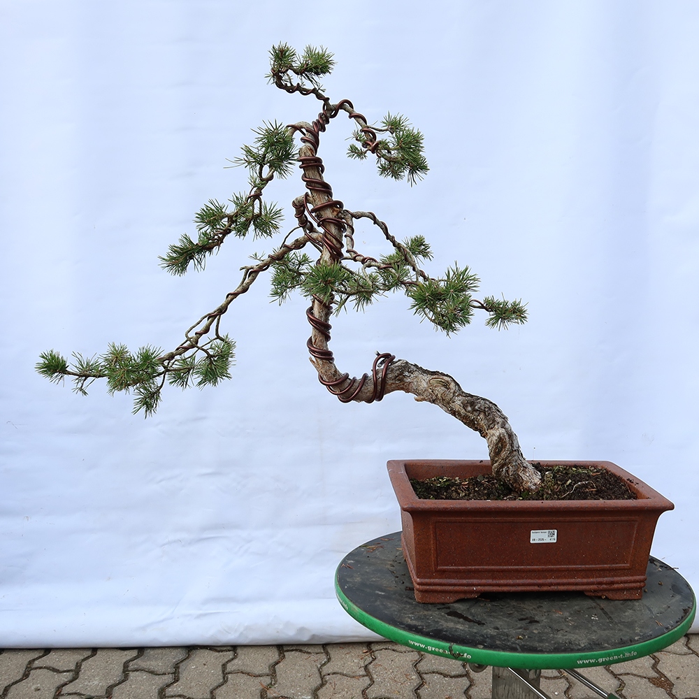 Pinus sylvestris Spain - Scots pine