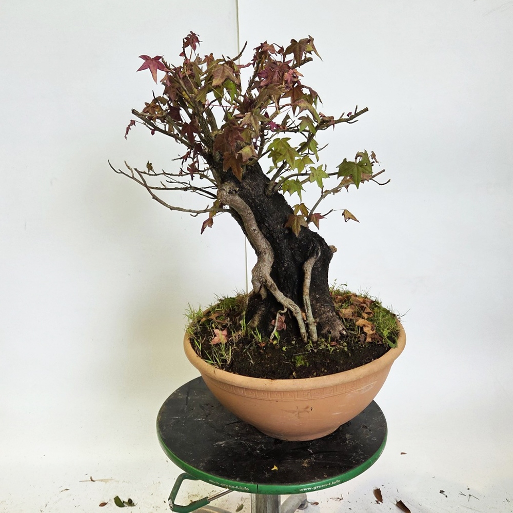 Outdoor bonsai - Western Ambrose - Liquidambar styraciflua