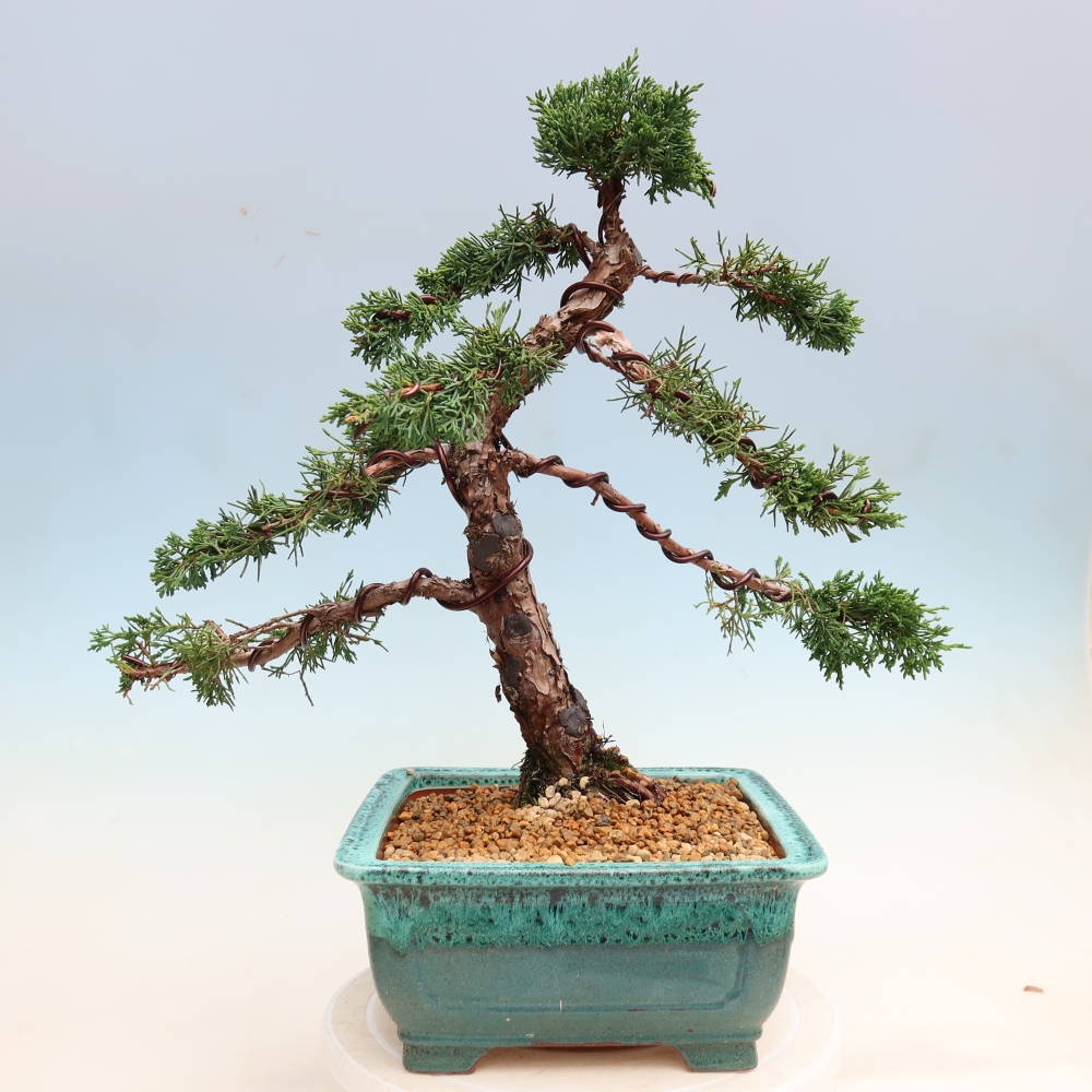 Outdoor bonsai - Juniperus chinensis Kishu
