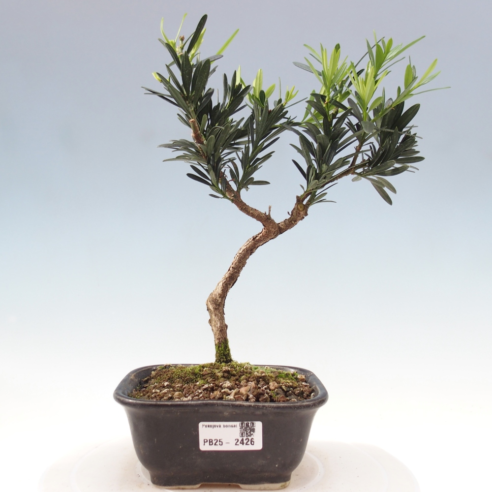 Indoor bonsai - Podocarpus - Stone thous