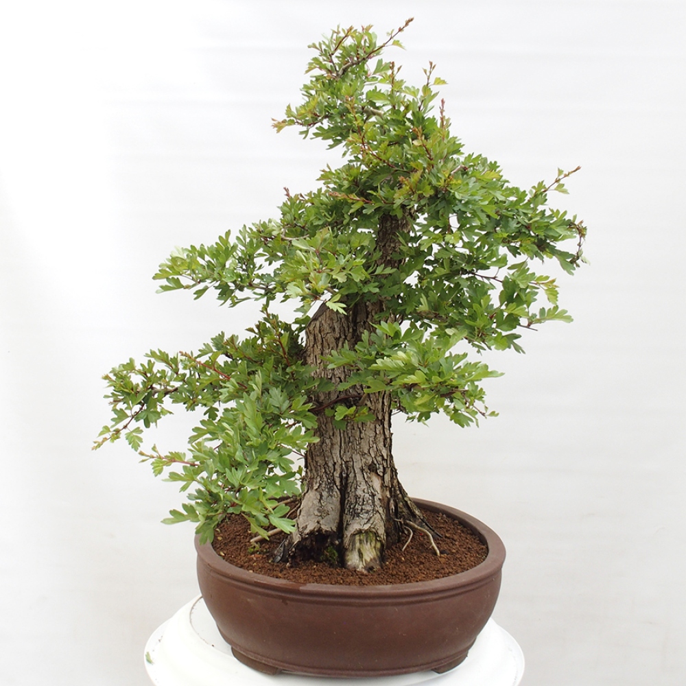 Outdoor bonsai - Hawthorn - Crataegus monogyna