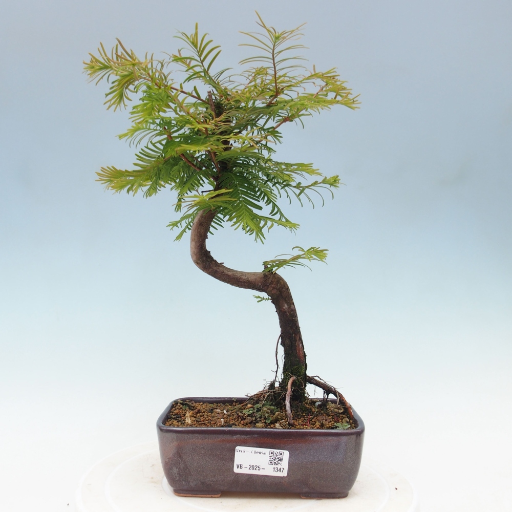 Outdoor bonsai - Metasequoia glyptostroboides - Chinese Metasequoia