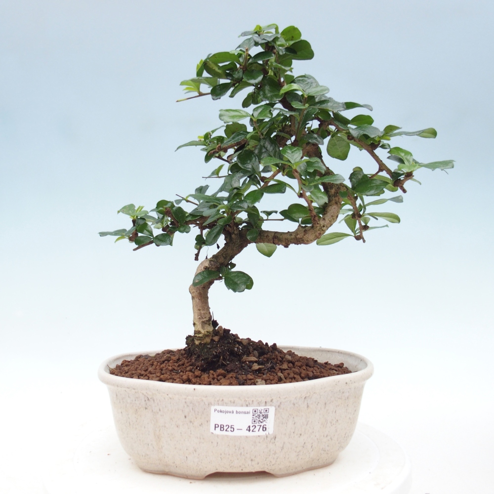 Room bonsai - Carmona macrophylla - Tea fuki