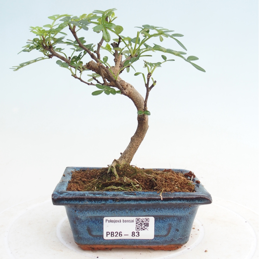 Room bonsai - Zantoxylum piperitum - pepper tree