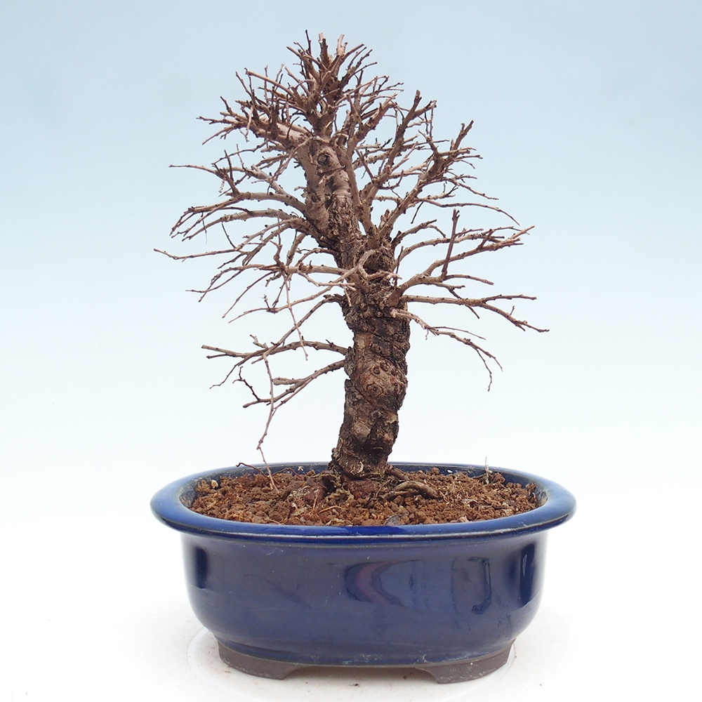 Outdoor bonsai - Zelkova - Zelkova NIRE