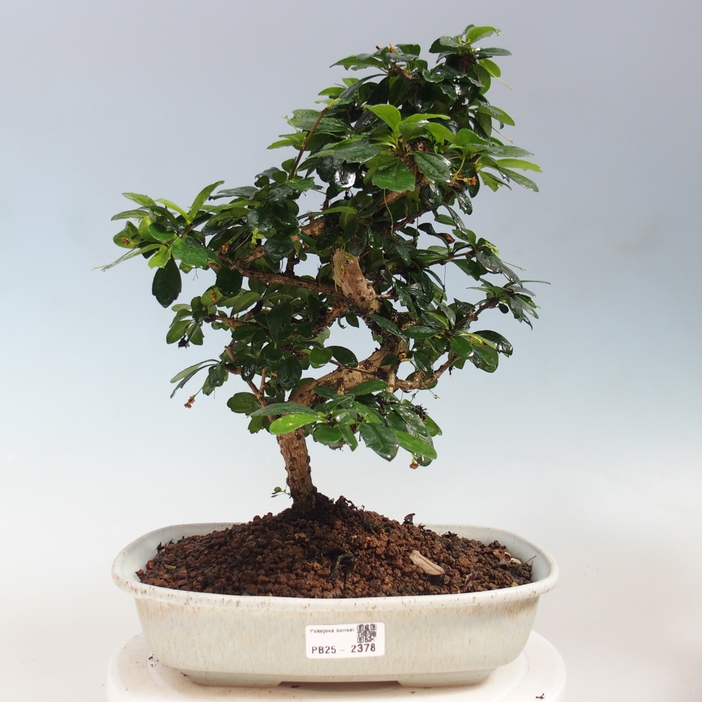 Room bonsai - Carmona macrophylla - Tea fuki