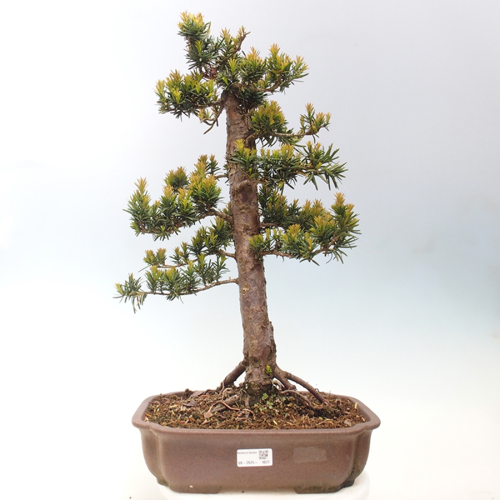 Outdoor bonsai - Taxus cuspidata - Japanese yew