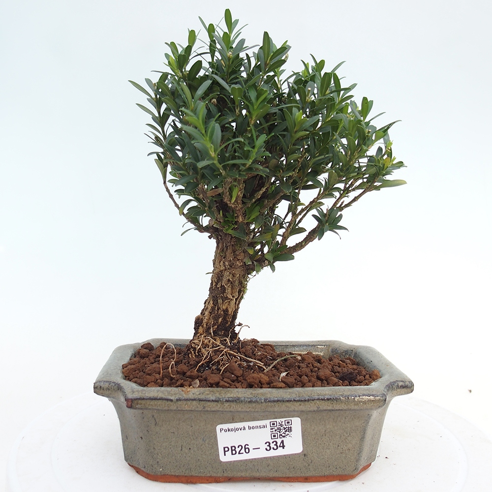 Room bonsai - Buxus harlandii - cork buxus