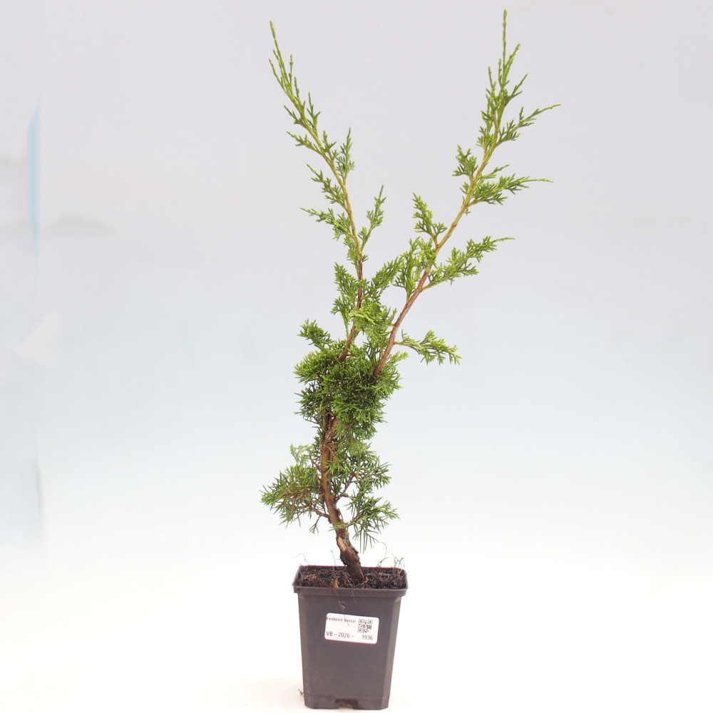 Outdoor bonsai - Juniperus chinensis Itoigawa