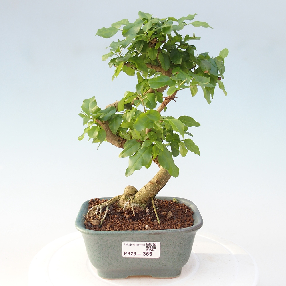 Room bonsai -Ligustrum chinensis - Birds Beak