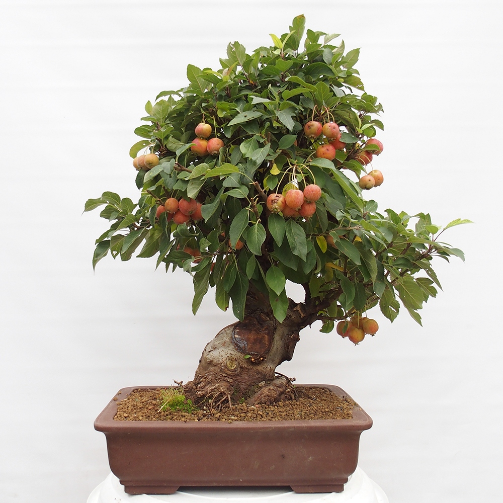 Outdoor bonsai - Malus halliana - Small-fruited apple tree