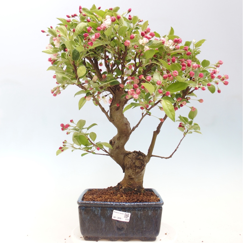 Outdoor bonsai -Malus halliana - Small-fruited apple tree