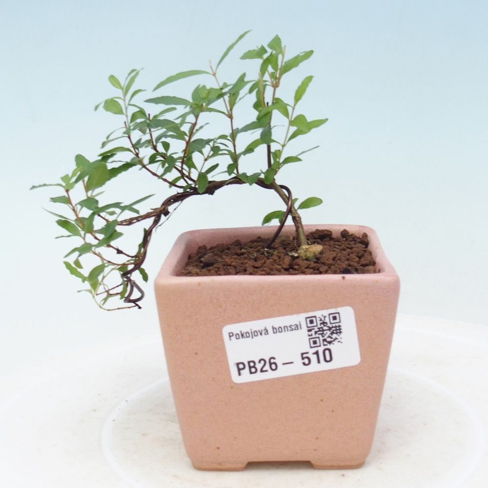 Room bonsai-PUNICA granatum nana-Granate apple