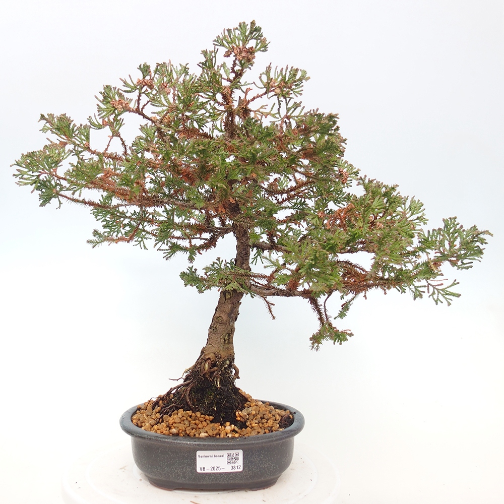 Outdoor bonsai - Chamaecyparis thyoides - Cypress