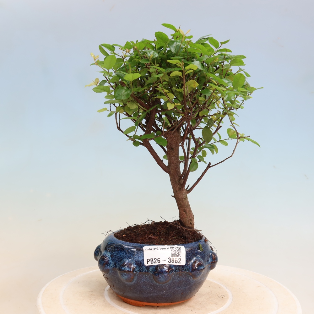 Room bonsai - Sageretia thea - Sageretia thea
