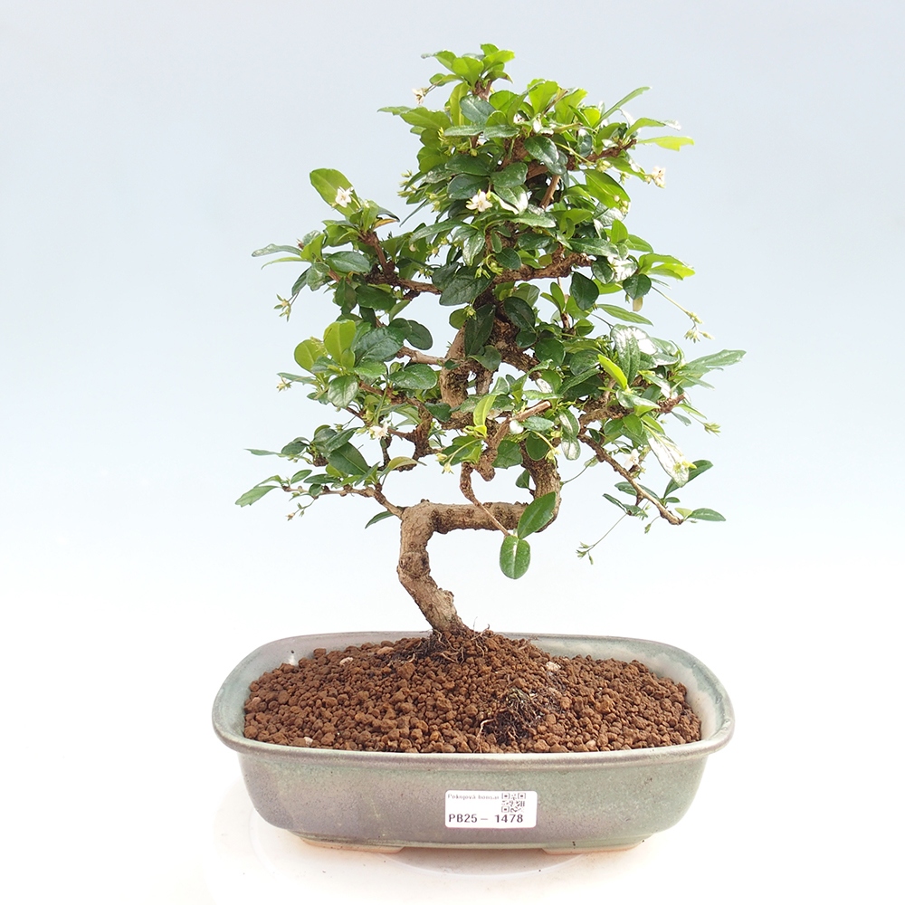 Room bonsai - Carmona macrophylla - Tea fuki