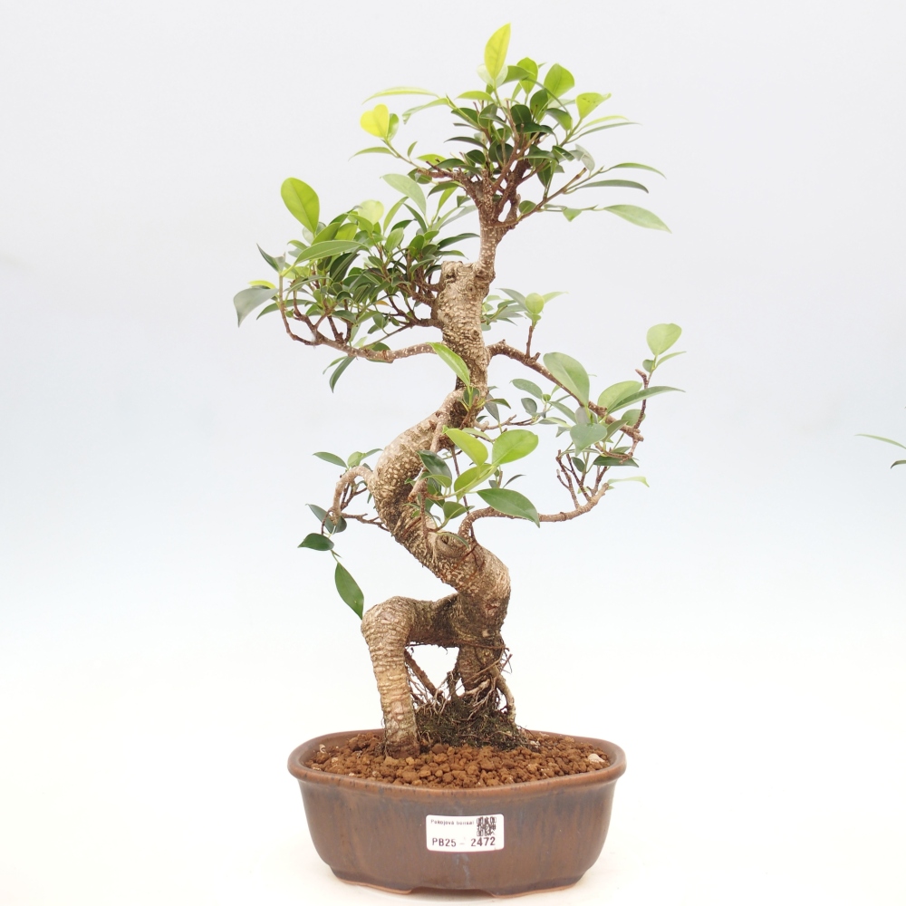Indoor bonsai - Ficus retusa - small ficus