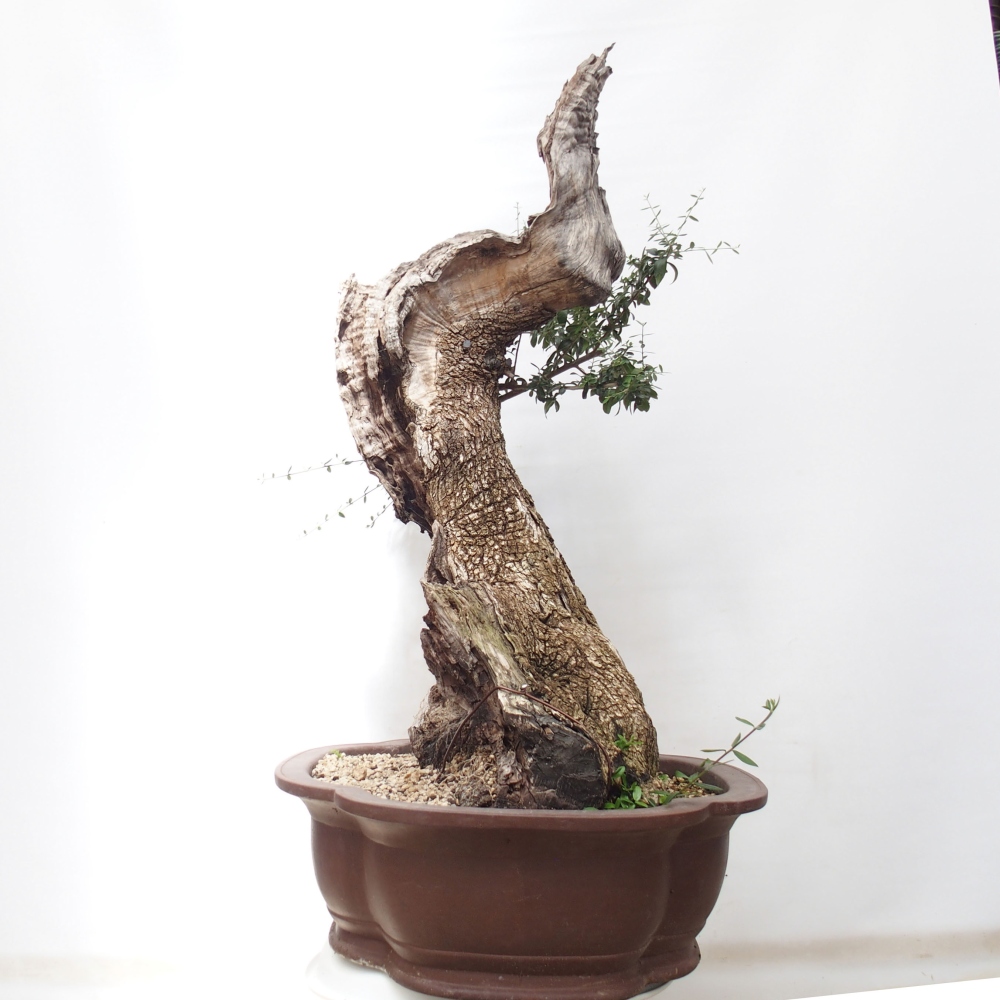 Indoor bonsai - Olea europaea sylvestris - European small-leaved olive oil
