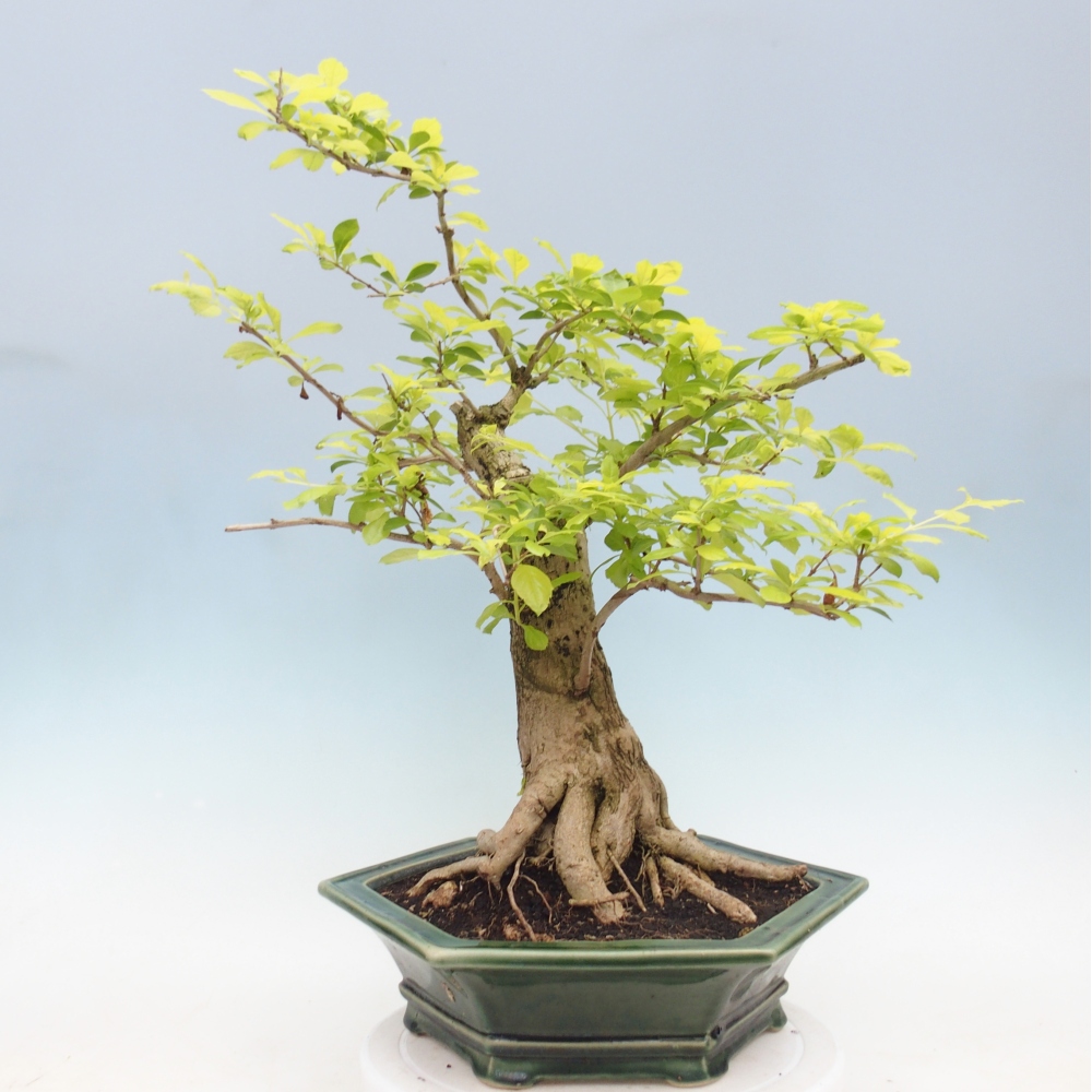 Room bonsai - Duranta erecta Aurea