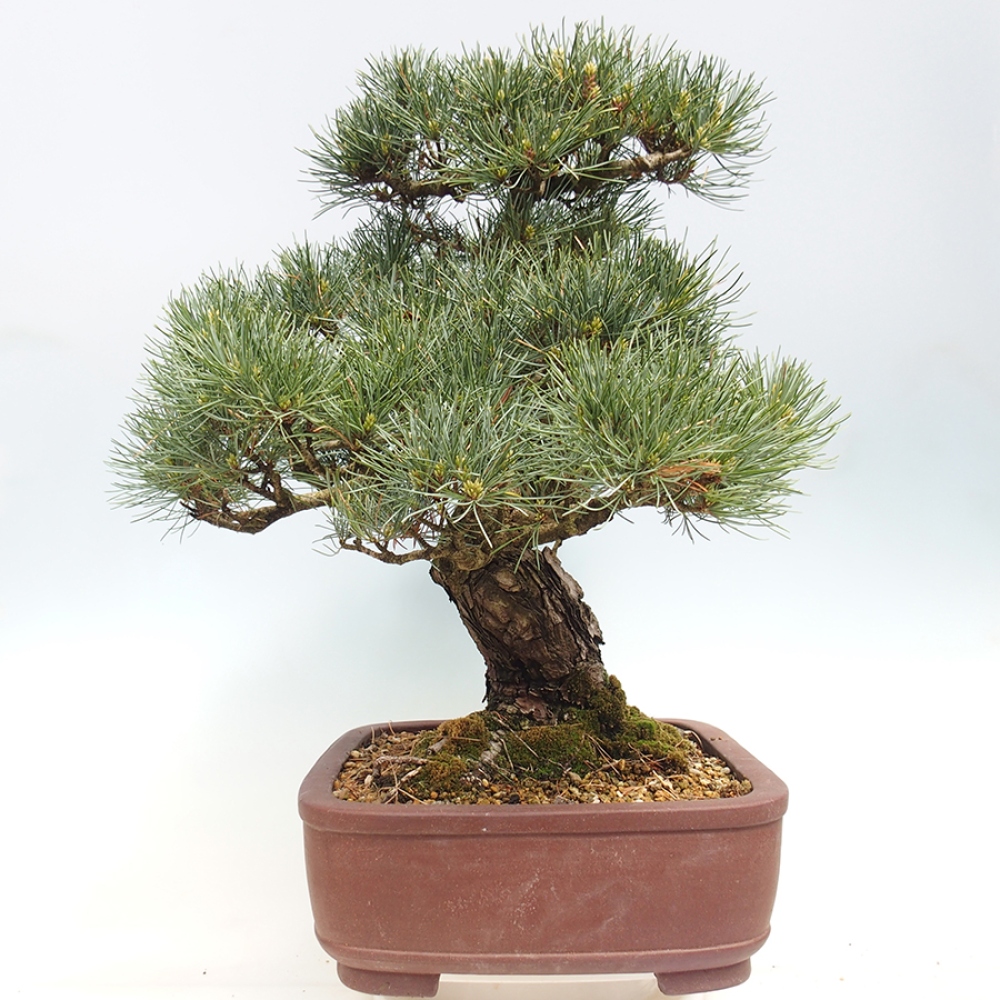 Outdoor bonsai - Pinus parviflora - Pinus parviflora