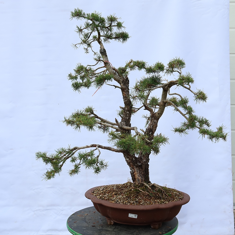 Pinus sylvestris Spain - Scots pine