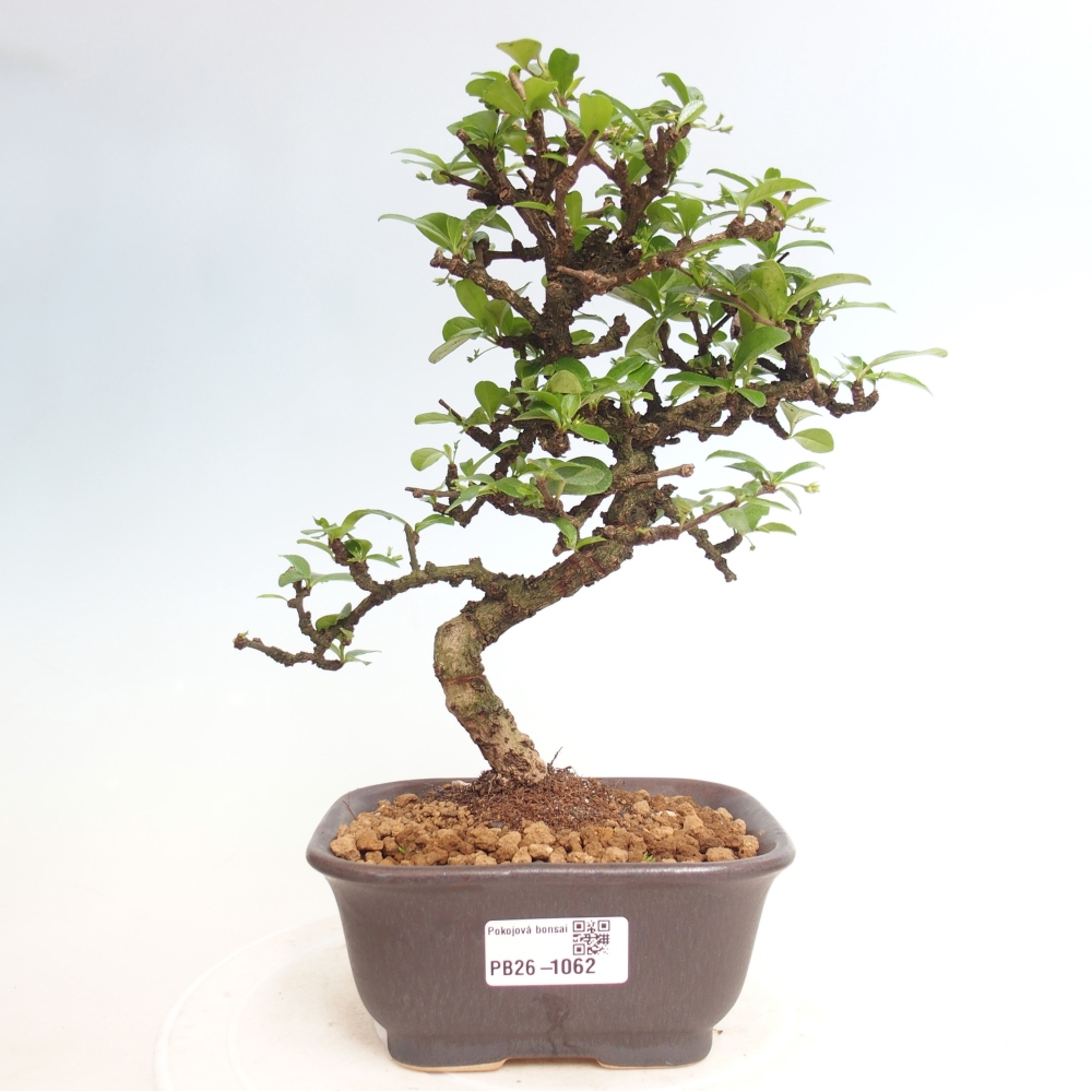 Room bonsai - Carmona macrophylla - Tea fuki