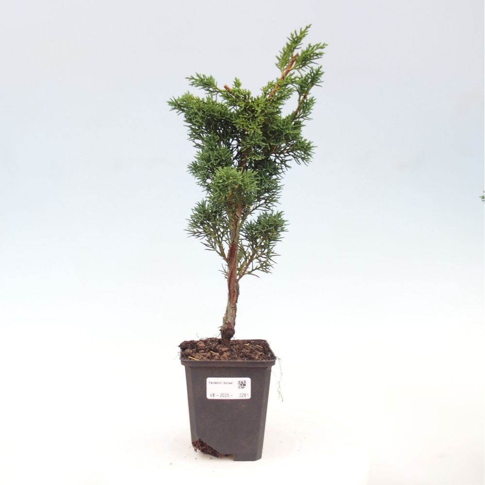 Outdoor bonsai - Juniperus chinensis Kishu - Chinese juniper