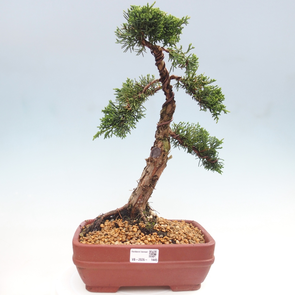 Outdoor bonsai - Juniperus chinensis Kishu