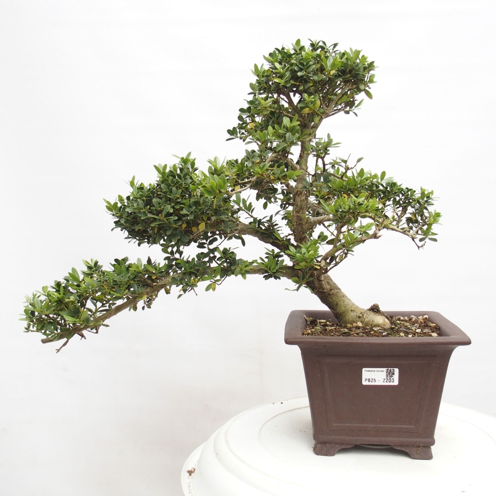 Indoor bonsai - Ilex crenata - Holly