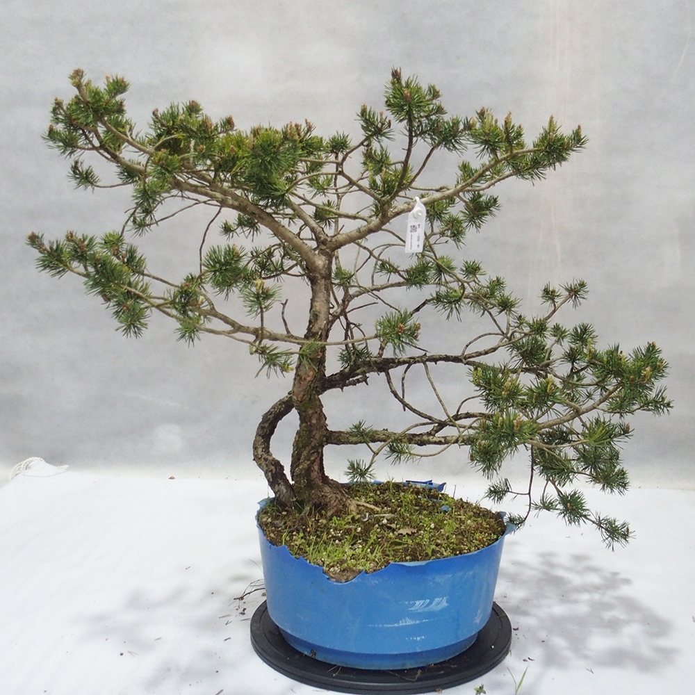 Yamadori - Pinus sylvestris 