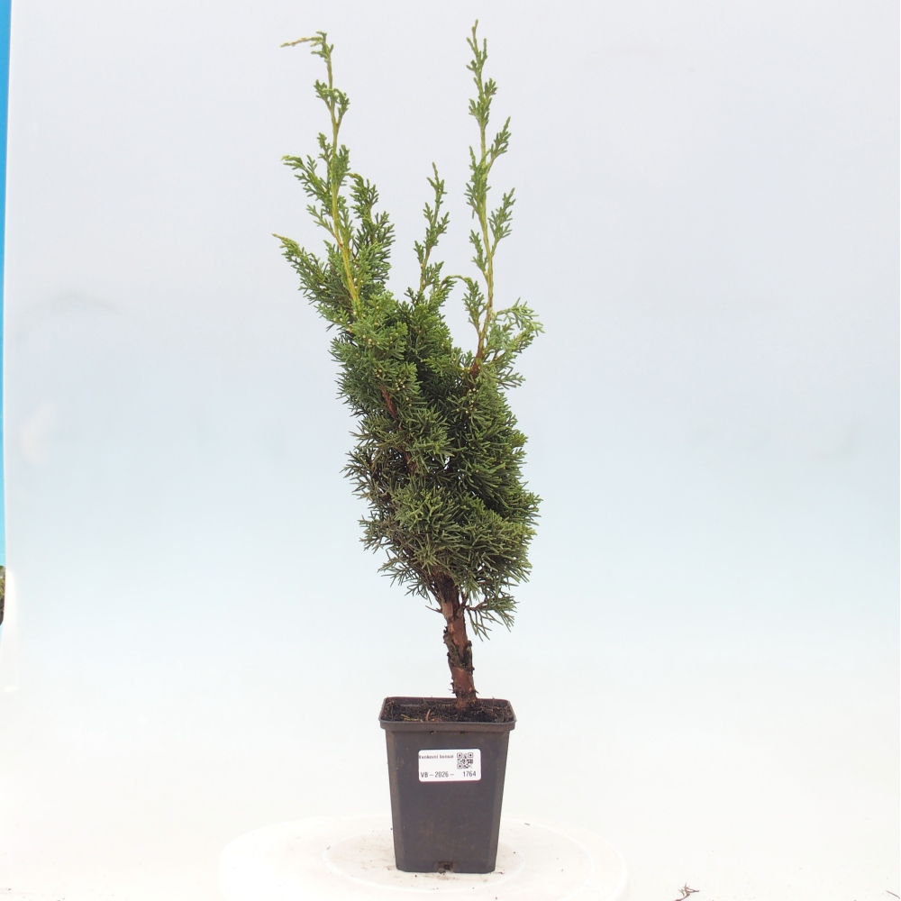 Outdoor bonsai - Juniperus chinensis Kishu