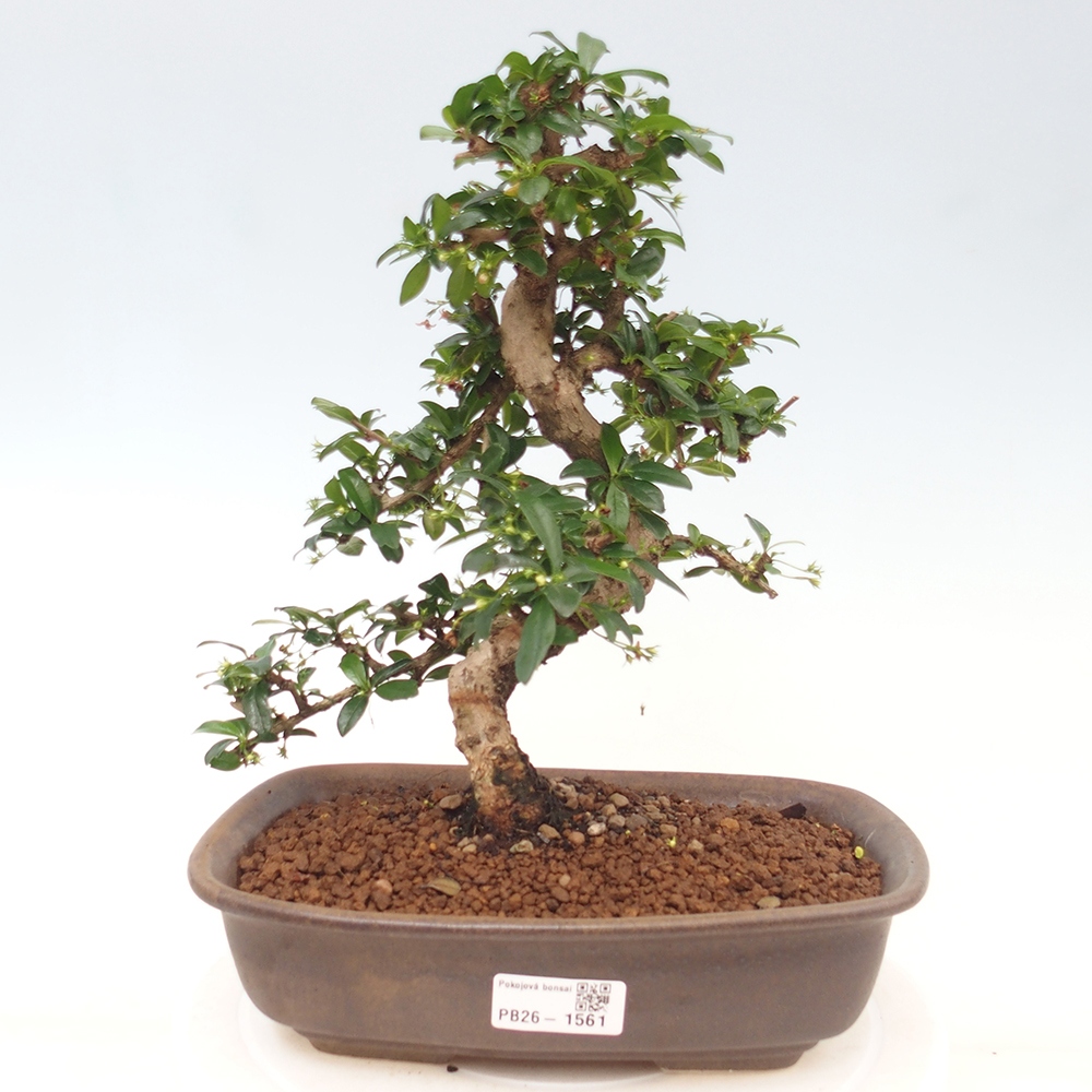 Room bonsai - Carmona macrophylla - Tea fuki