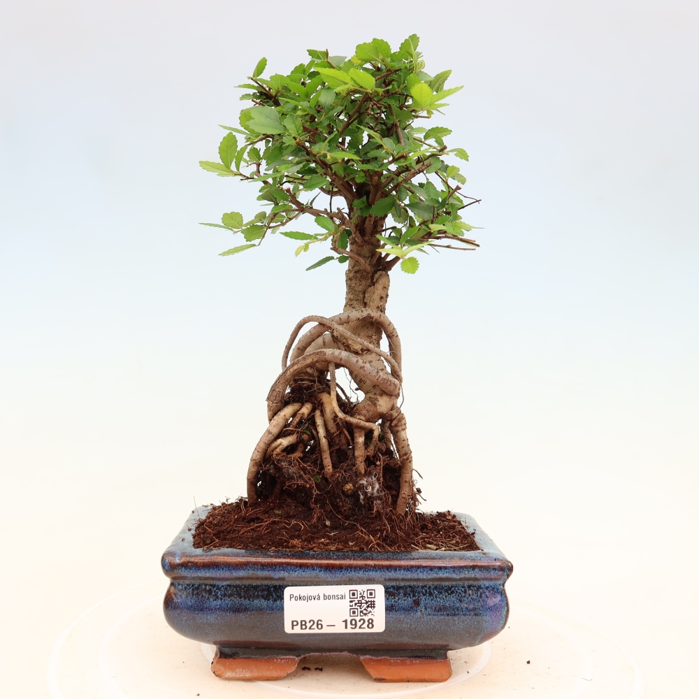 Room bonsai - Ulmus parvifolia - Small-leaved elm