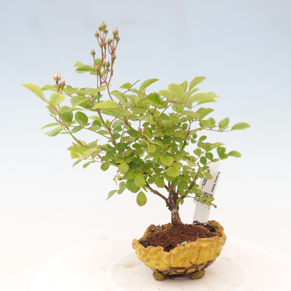 Outdoor bonsai - Rosa sp. - small-flowered rose