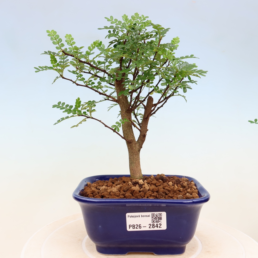 Room bonsai - Zantoxylum piperitum - pepper tree