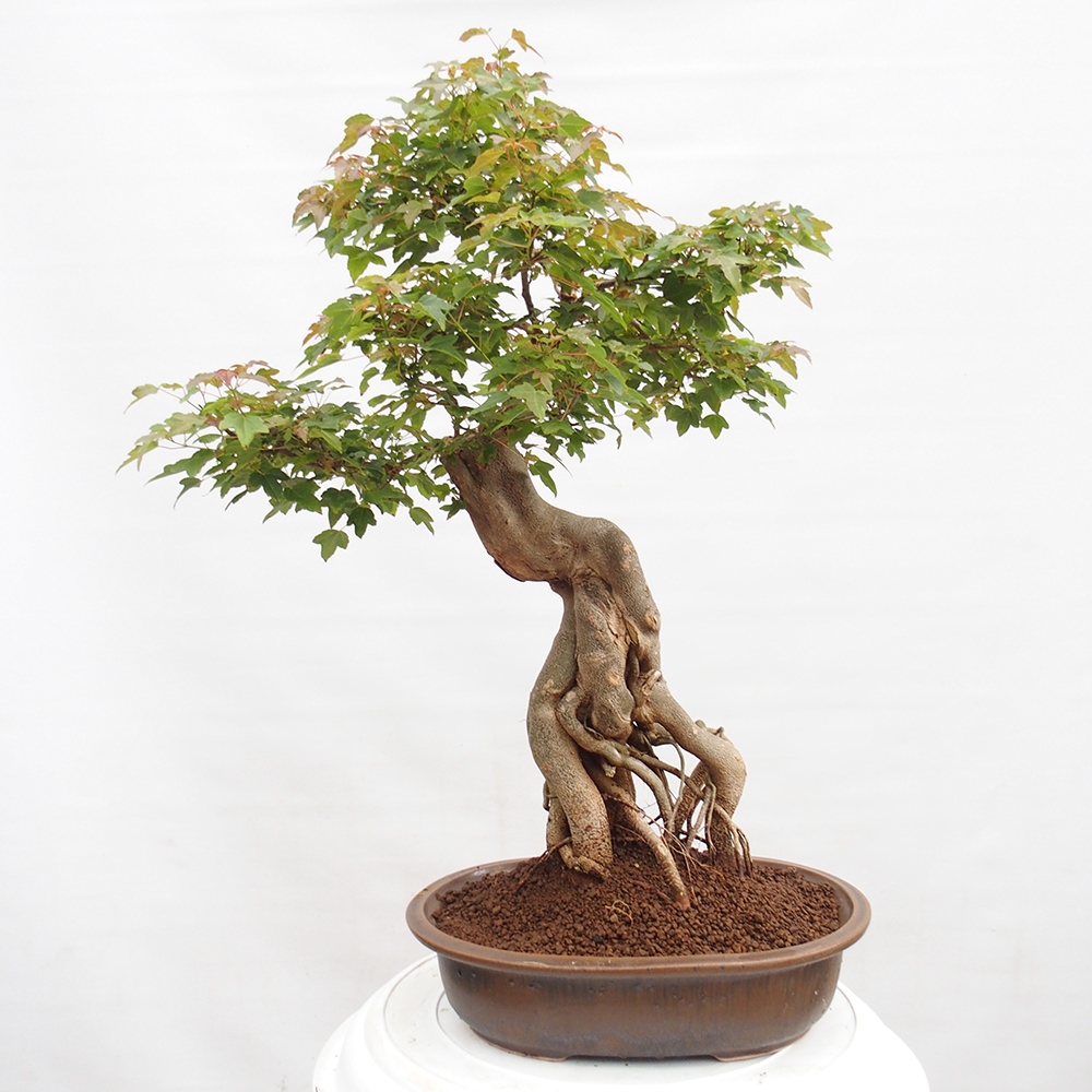 Outdoor bonsai - Maple Buergerianum - Burger Maple