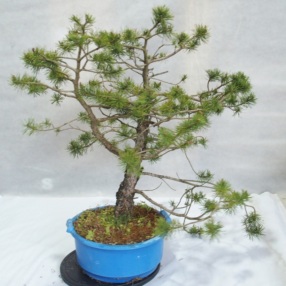 Yamadori - Pinus sylvestris 