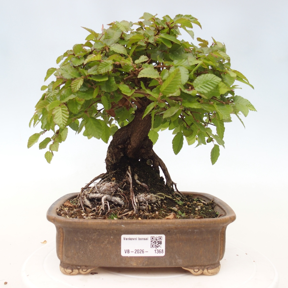 Outdoor bonsai -Carpinus CARPINOIDES - Korean Hornbeam