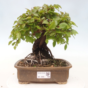Outdoor bonsai -Carpinus CARPINOIDES - Korean Hornbeam - e-bonsai.com