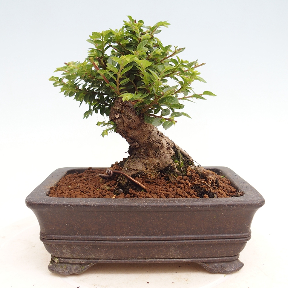 Outdoor bonsai - Ulmus parvifolia Hokkaido - Chinese elm