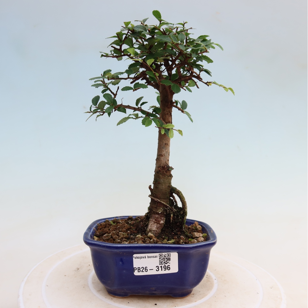 Room bonsai - Ulmus parvifolia - Small-leaved elm