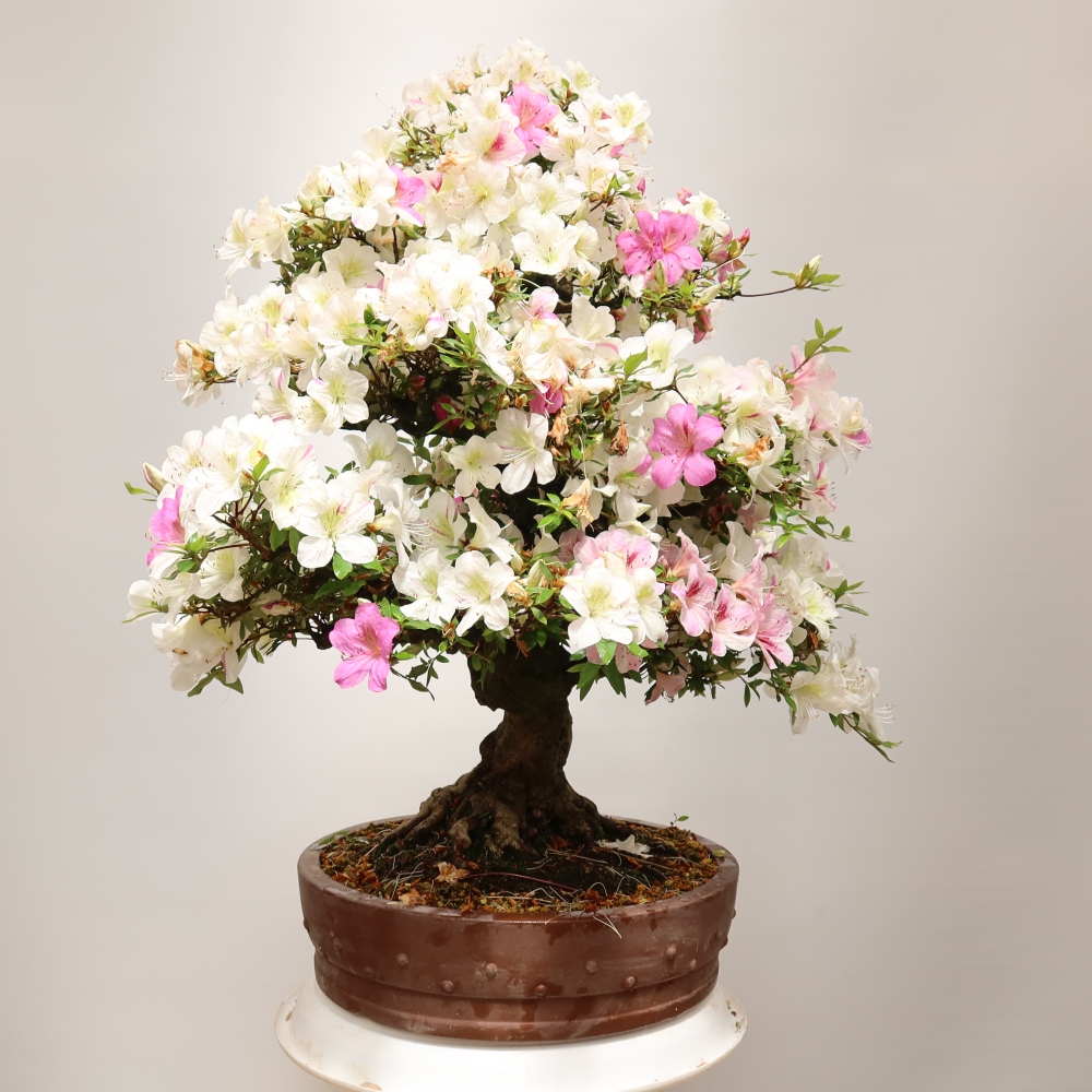 Outdoor Bonsai - Japanese Azalea - Azalea Kotobokietsu