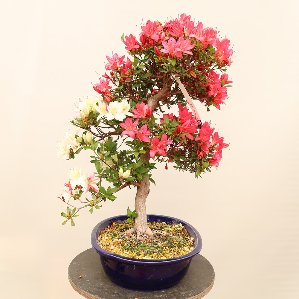 Outdoor bonsai - Japanese azalea - Azalea CHIHIRO