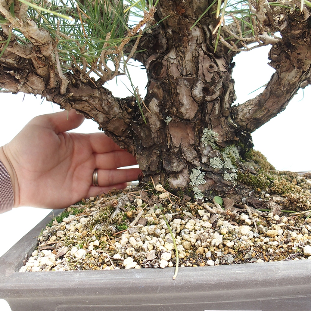 Outdoor bonsai - Pinus thunbergii - Thunberg pine