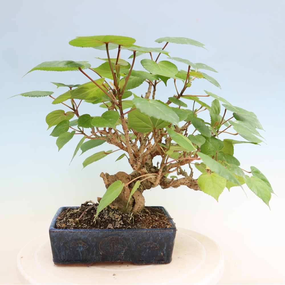 Indoor bonsai - Hibiscus tiliaceus - Sea Hibiscus
