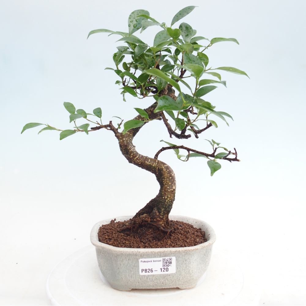 Room bonsai - Ficus retusa - small-leaved ficus