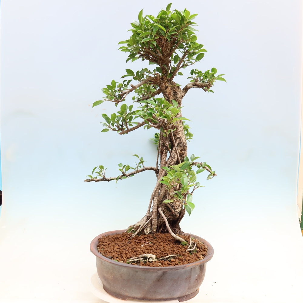 Room bonsai - Ficus kimmen - small-leaved ficus