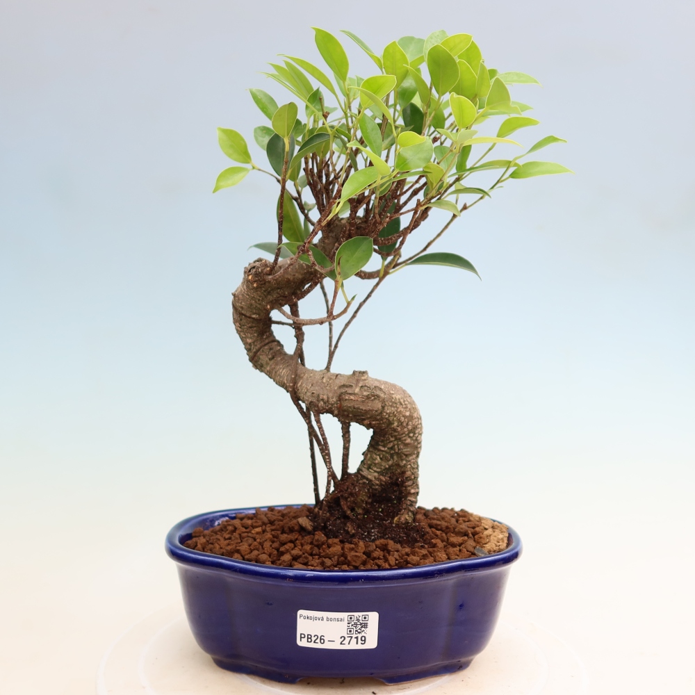 Room bonsai - Ficus kimmen - small-leaved ficus