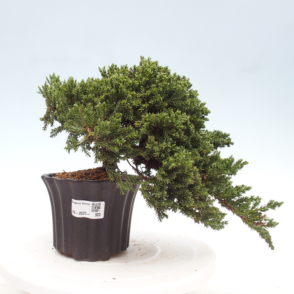 Outdoor bonsai - Juniperus procumbens - Prostrate Juniper